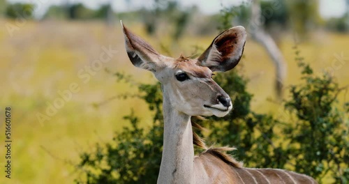 Portrait of curious Female Kudu on African savanna, African Wildlife Tourism photo