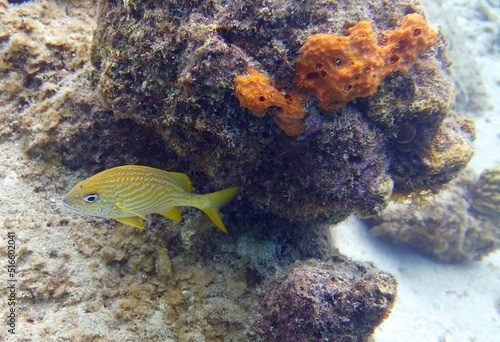 Underwater image of a Haemulon flavolineatum, the French grunt fish swimming near a corals in the reef 