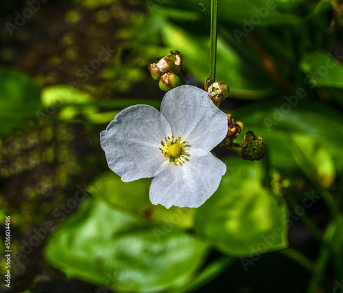 Creeping Burhead or Echinodorus Cordifolius. Beautiful small white flower of Creeping Burhead or Echinodorus Cordifolius is a aquatic plant. photo