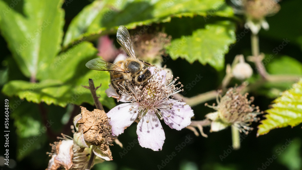 Honey Bee Honey Bee