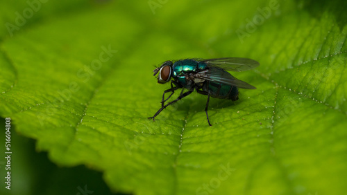 Greenbottle