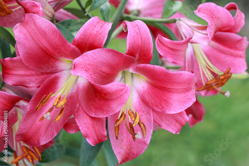 Bunch of fragrant Stargazer pink Asiatic Lily flower in bloom. Close up of pink Stargazer Lilies and green foliage. Lily flowers greeting card background with copy space. Valentines day. Mothers day