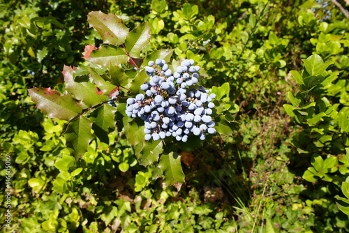Mahonia aquifolium, the Oregon grape or holly-leaved barberry, is a species of flowering plant in the family Berberidaceae, native to western North America. photo