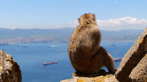 slow motion shot of a macaque monkey on the rock of gibraltar with the harbor in the background