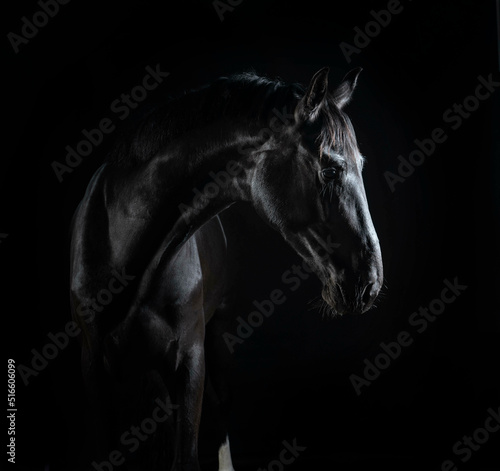 Gorgeous fine art photos of black beautiful horse on black background.
