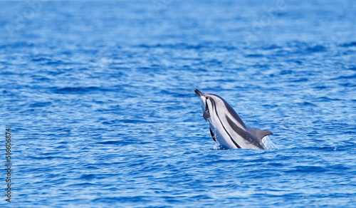 Striped Dolphin, Stenella coeruleoalba photo