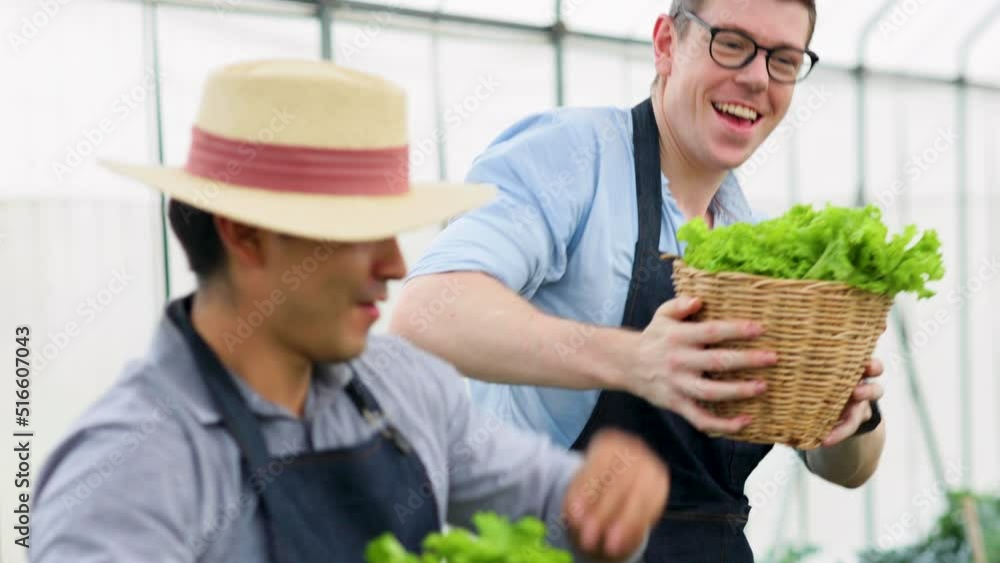 Two Asian caucasian male famer holding fresh vegetable in hand and happy danice in organic greenhouse farm. Small business owner. Two Asian caucasian male famer holding fresh vegetable in hand and happy danice in organic greenhouse farm. Small business owner.