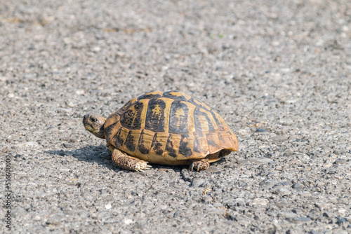 Hermann's tortoise (Testudo hermanni) on the road in Montenegro.