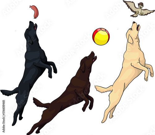 Labrador golden retriver tosa inu jumping, playing with bird, ball, sausage, drawing vector illustration dog, black, brown, bronze, creamy, 