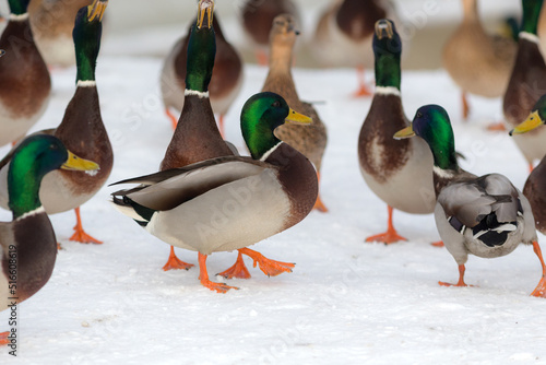 Fotografie, Obraz ducks in winter