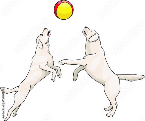 Two dogs playing a ball on the beach. Water polo, team competition, vector illustration dog