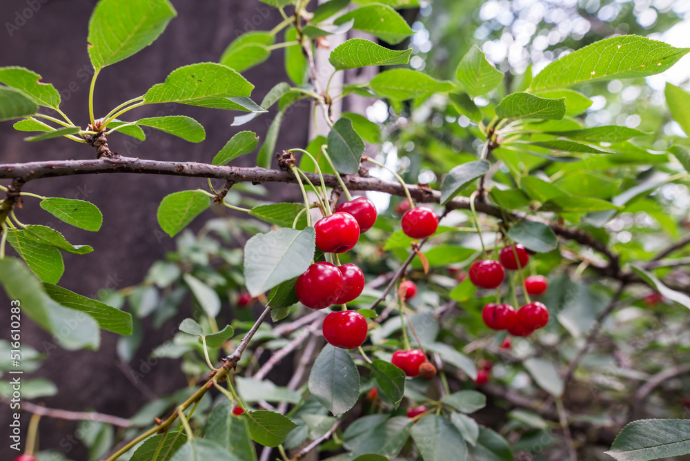  cherries on a branch.