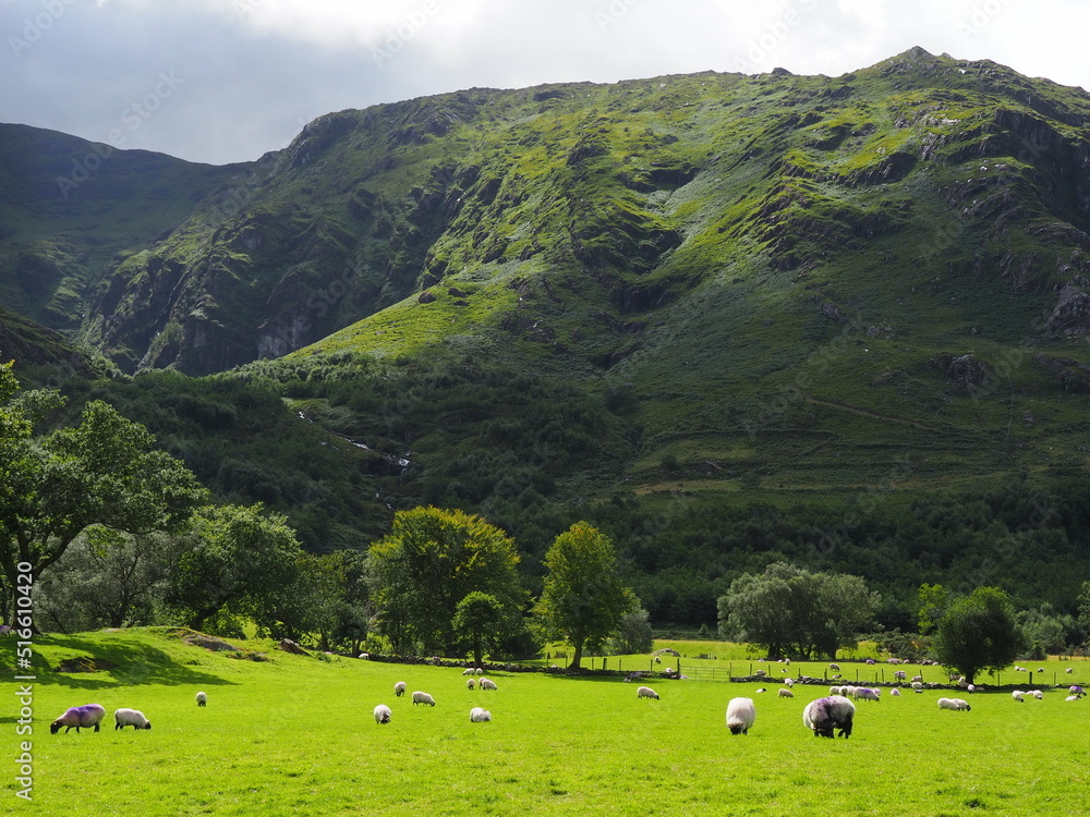 Sheep on field with green grass in mountains
