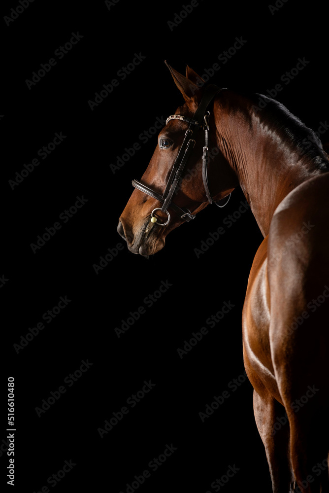 Obraz premium Fine art equine photo session of brown horse in black bridle looking over his shoulder, black background 
