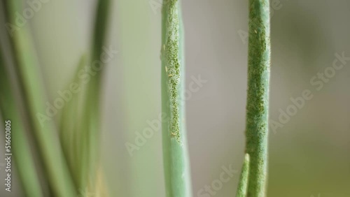 Light pests, springtails crawl and eat the green stem of the plant. Painful, spotted green onion leaf. Insects with segmented body, antennae and legs, close-up, macro video. photo