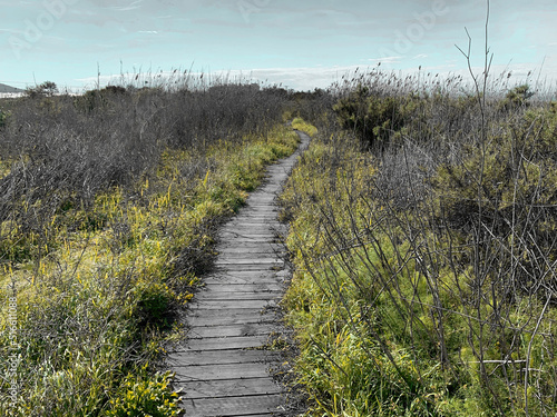 A dark winding wooden plank path leads though a small plant filled route, feelings of fear and death.