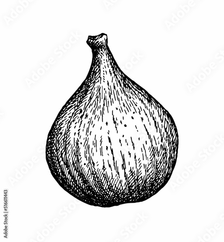 Fig fruit ink sketch.