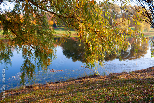 Autumn landscape - weeping willow branches in the foreground