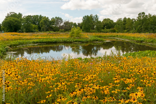 Wildflowers By The Pond