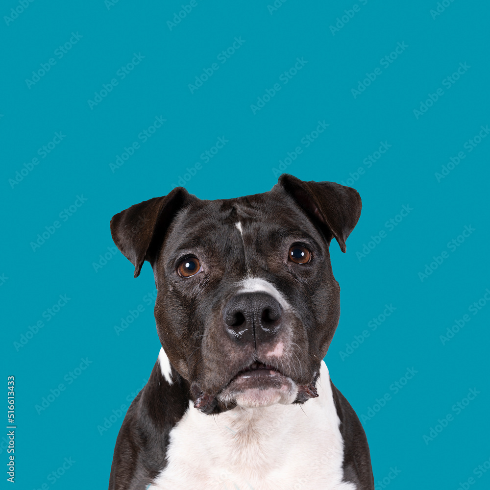Portrait of the head of a brown American Staffordshire terrier ( amstaff ) sitting isolated in white Portrait of the head of a brown American Staffordshire terrier ( amstaff ) sitting isolated in white