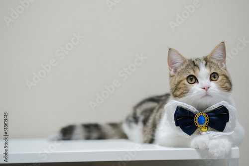 scottish cat clothing with bell and neckless with copy space background