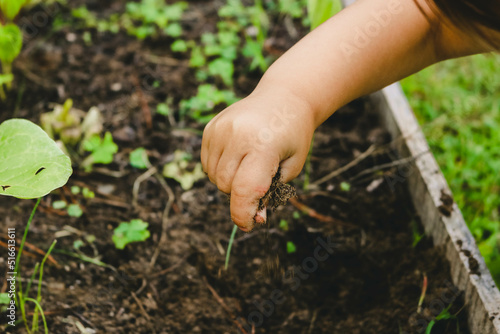 Niña está plantando plántulas en el suelo del jardín. La mano sucia puso un pequeño brote de lechuga en el suelo. Jardinería, concepto de primavera
