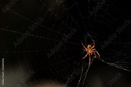 spider patiently waiting on its web to capture its prey