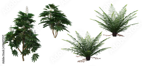 Plants and shrubs on a white background