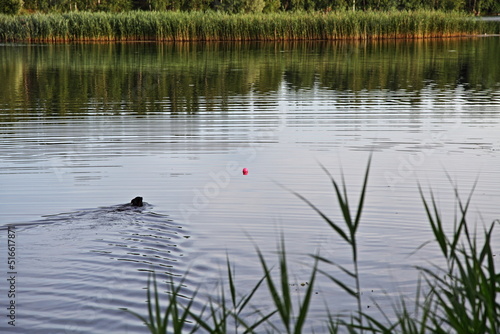 A small black dog swims through the water after a toy ball on wild lake