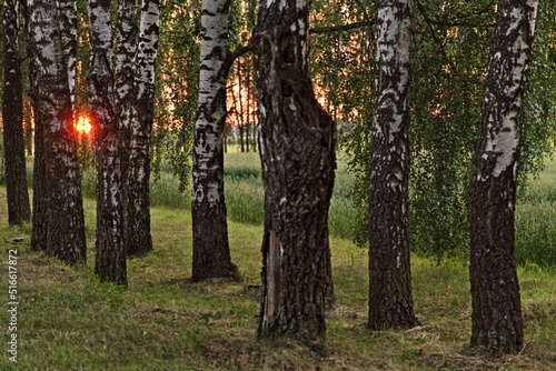 The orange sun shines through between the trunks of the birch grove trees on sunset. Beautiful Russian natural landscape