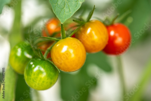 Wallpaper Mural 色付いてきたミニトマト Torontodigital.ca