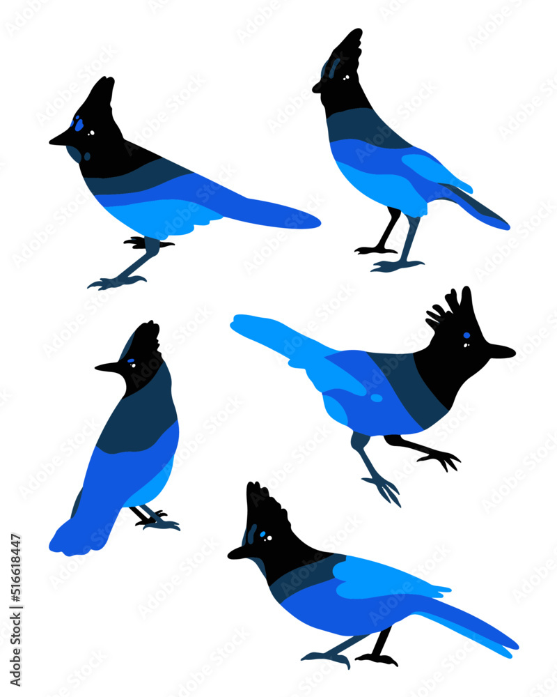 realistic Steller's jay vector illustration. set of blue birds. Stock ...