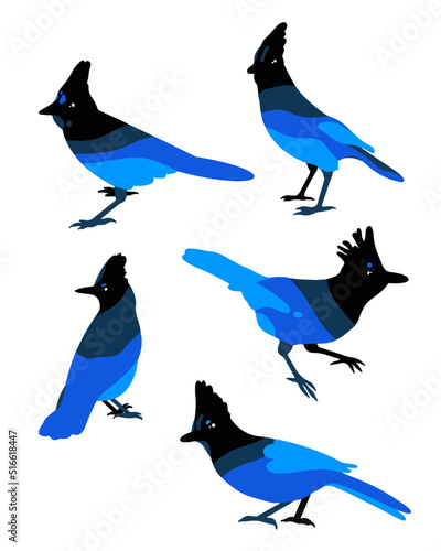 realistic Steller's jay vector illustration. set of blue birds. 