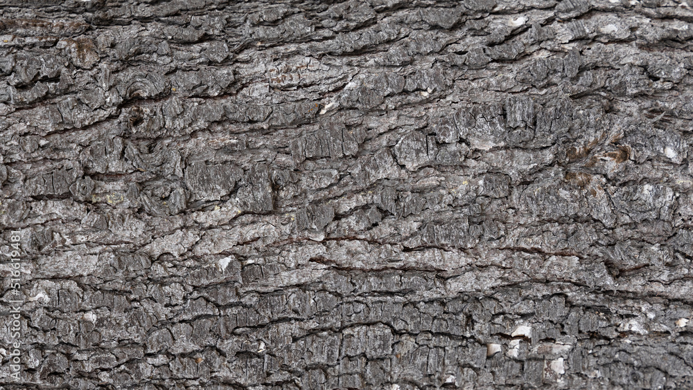 Natural dark pine tree bark texture closeup Natural dark pine tree bark texture closeup