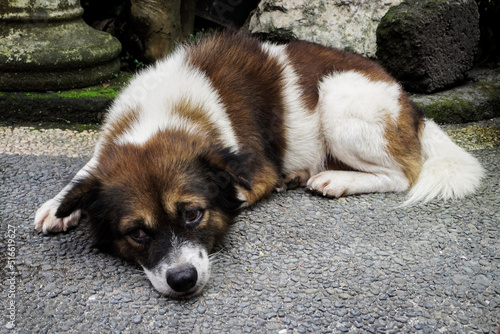 Cute dog enjoying relaxing time