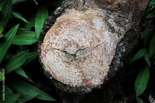 Foliage plants in tropical garden with stone background