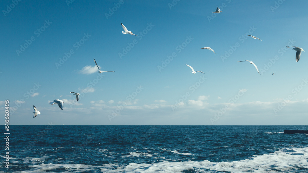 Fototapeta premium Seagulls flying over the sea