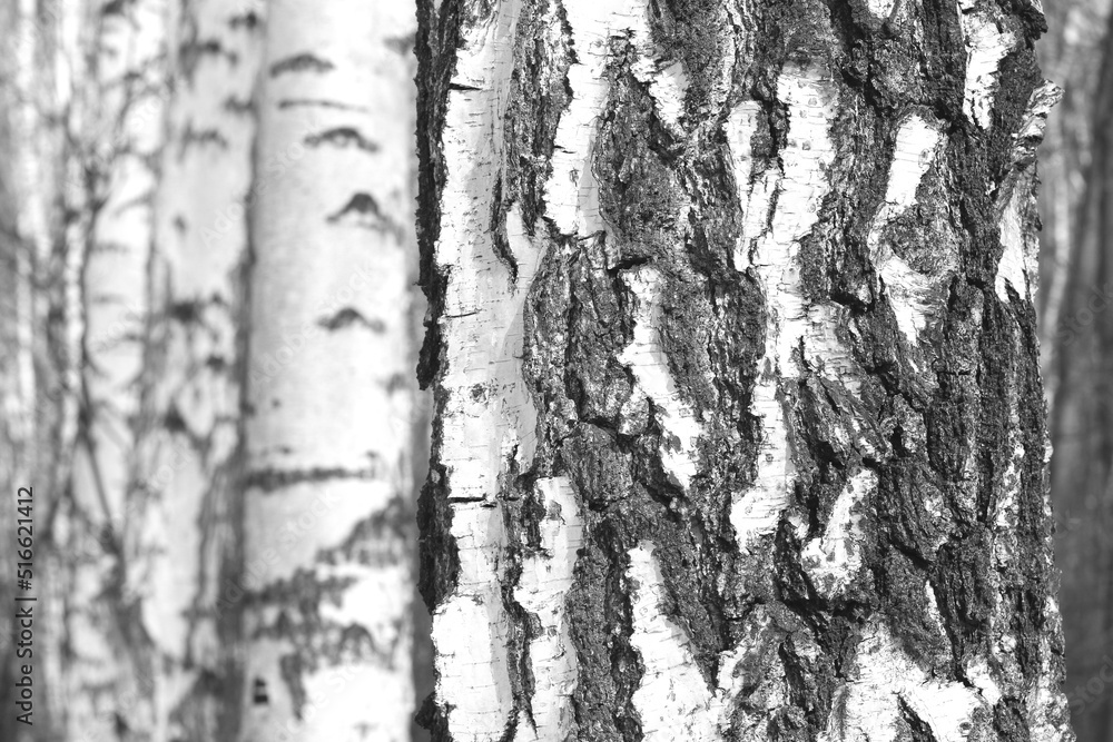 Fototapeta premium Beautiful birch trees with white bark