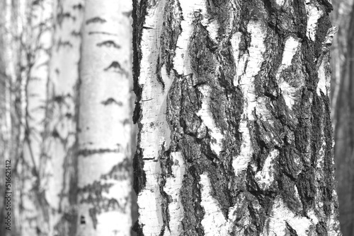 Beautiful birch trees with white bark