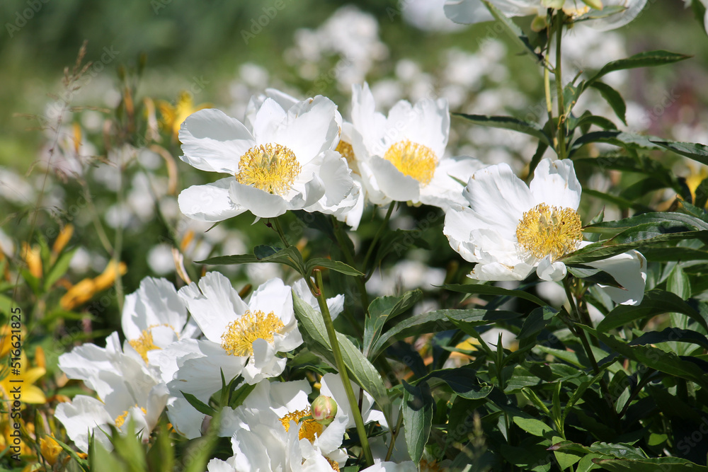 Obraz premium White flowers of Paeonia lactiflora (cultivar Moon of Nippon). Flowering peony in garden