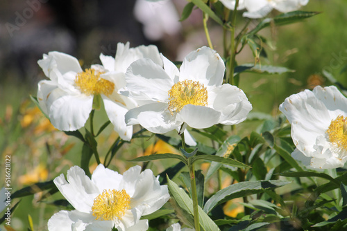 White flowers of Paeonia lactiflora (cultivar Moon of Nippon). Flowering peony in garden