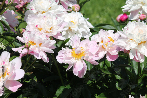Pink-white double flowers of Paeonia lactiflora. Flowering peony plant in garden