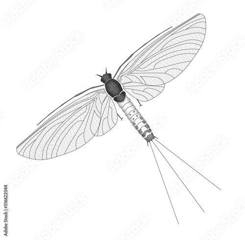 Картината върху платно Mayfly technical illustration