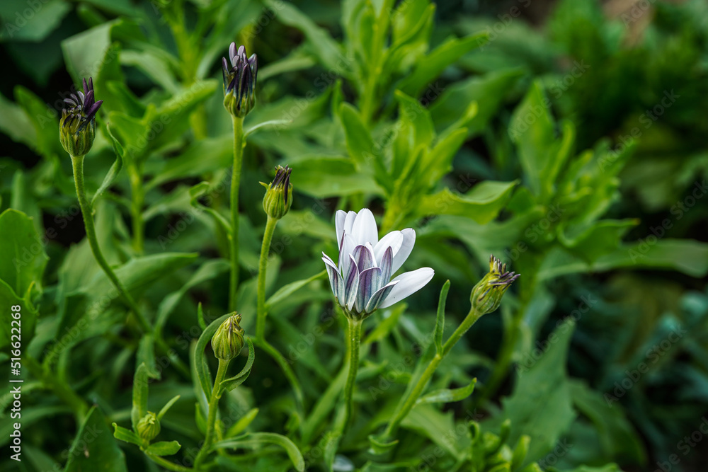 White, blue disc African daisy growing in an outdoor flower garden. White, blue disc African daisy growing in an outdoor flower garden.