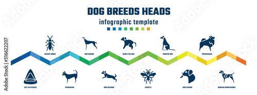 dog breeds heads concept infographic design template. included wharf borer, cat playhouse, greyhound, chihuahua, scold the dog, dog scaping, pointer sawfly, pomeranian, german shorthaired pointer