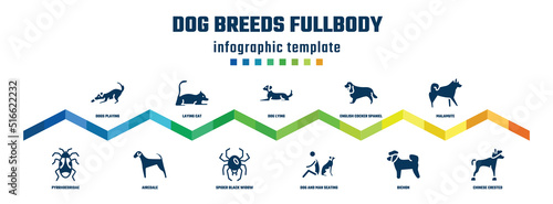 dog breeds fullbody concept infographic design template. included dogs playing, pyrrhocoridae, laying cat, airedale, dog lying, spider black widow, english cocker spaniel, dog and man seating,