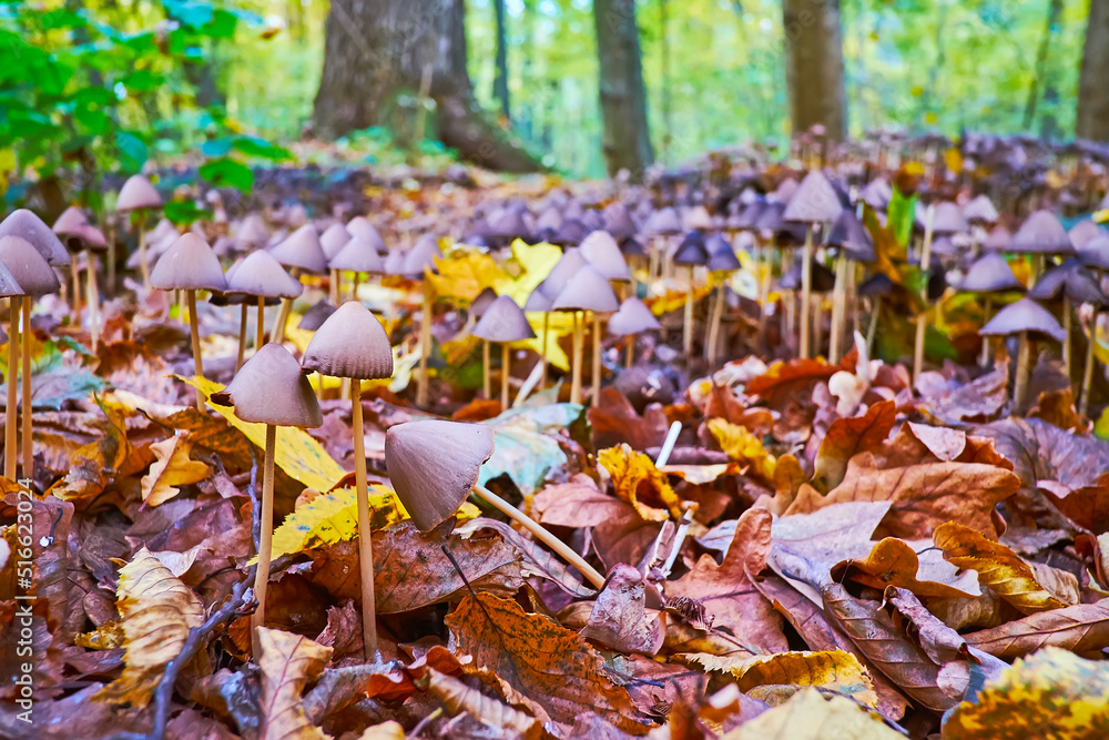 The lawn of psilocybe semilanceata psychedelic mushrooms Stock Photo