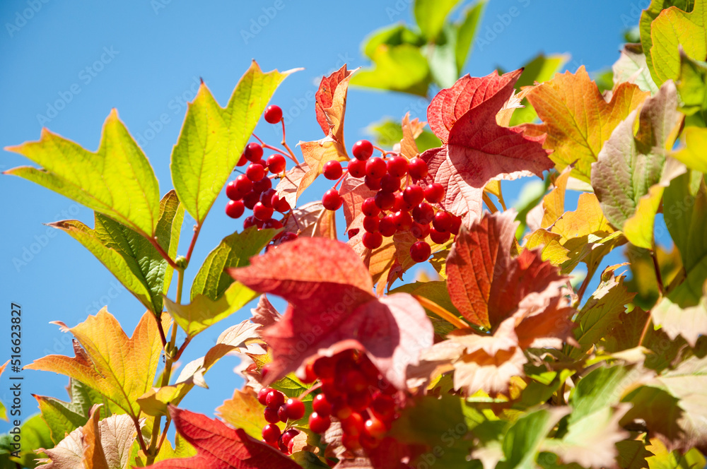 Obraz premium Viburnum berries ripening on shrub with green and red leaves sky background