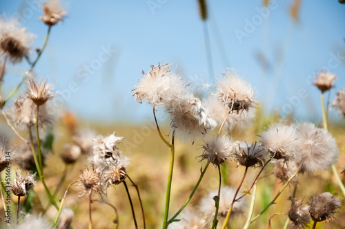 Pappus of cirsium plants with feathery bristles on natural background © altana_studio