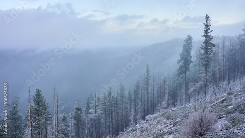 Misty mountain forest covered by fresh snow in central Oregon in autumn season.